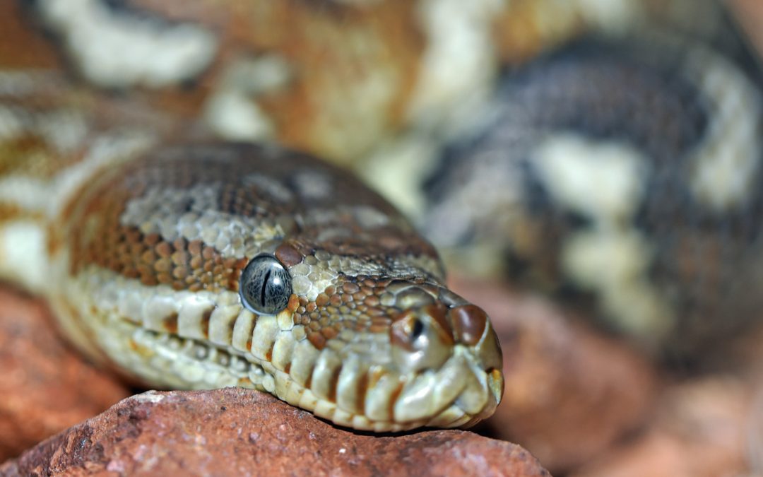 A Slithering Slew of Venomous Vipers