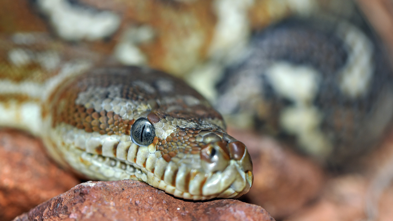 Sermon: A Slithering Slew of Venomous Vipers