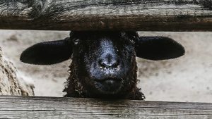 Sermon: Other Sheep