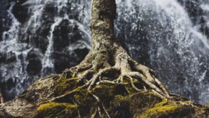 Sermon: Roots for Windstorms