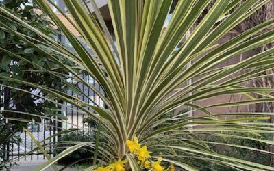 First Lines & Buried Seeds