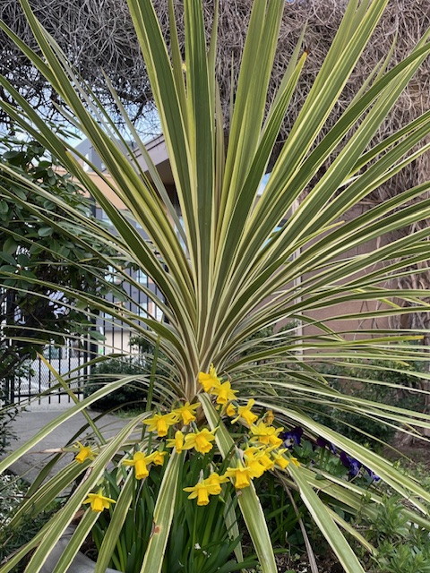 First Lines & Buried Seeds